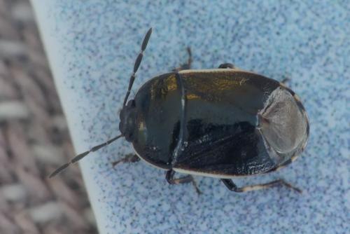 Adomerus maculipes